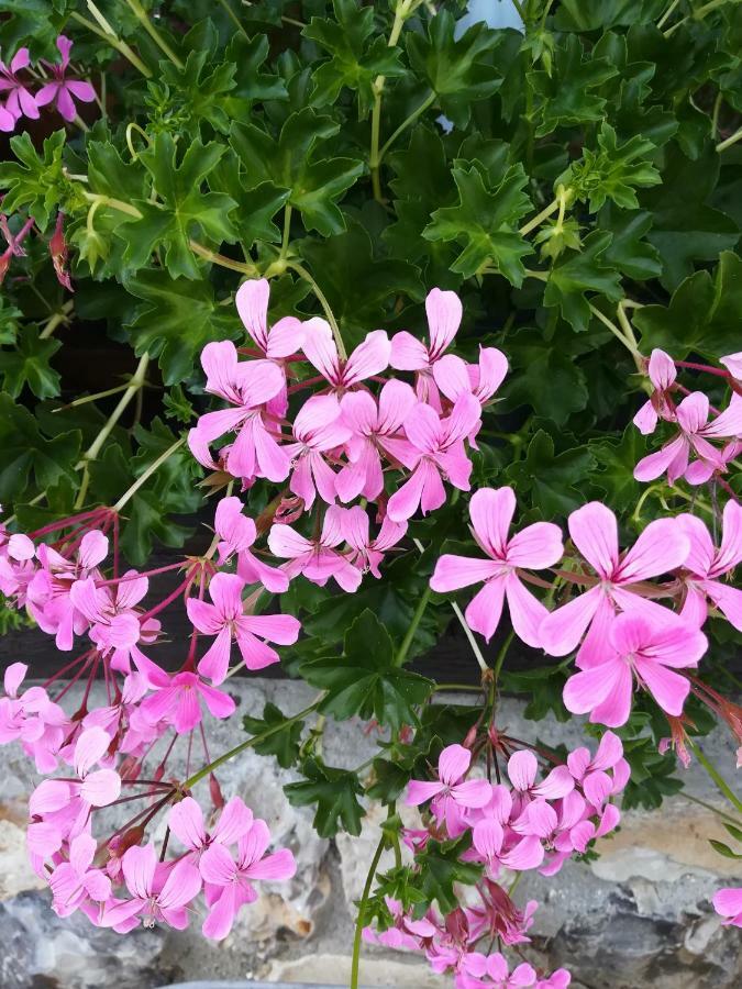 Toutainville Le Clos Des Hortensias מראה חיצוני תמונה