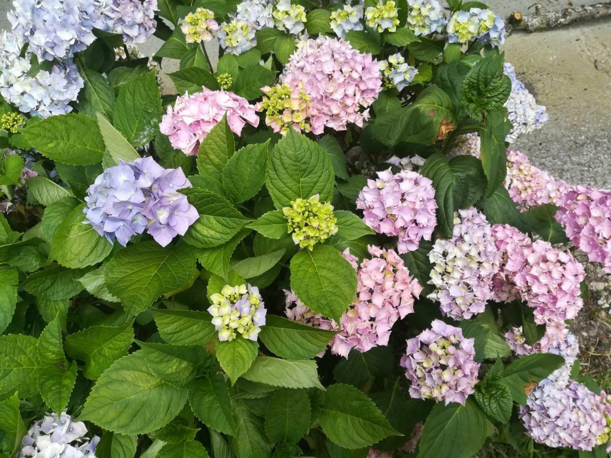 Toutainville Le Clos Des Hortensias מראה חיצוני תמונה
